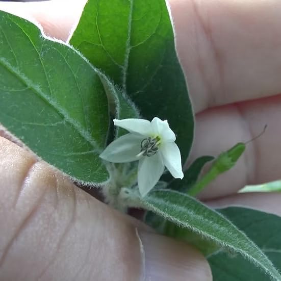 Premium Black Cobra Pepper (Capsicum Annuum) - Rare & Exotic Hot Chili Pepper, Perfect for Home Gardening and Gourmet Cooking (2 bkcbr pep Cups)