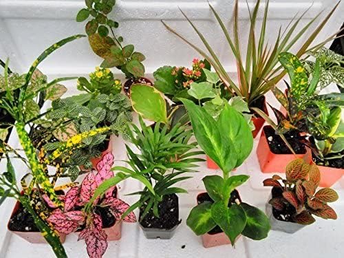 Terrarium & Fairy Garden Plants - 8 Plants in 2.5 (is Approximately 4 to 6 Inches Height of The Plant)