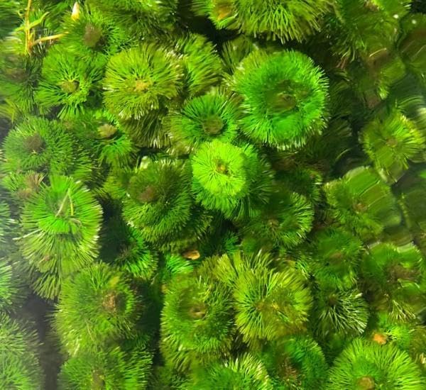 Live Aquarium Plant Bundle - 18 Stems of Ludwigia Repens, Bacopa Monnieri & Cabomba Caroliniana - Easy Freshwater Plants for Aquascaping, Filtration & Fish Tank Decoration