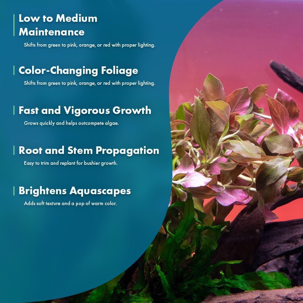Live Plants – Ludwigia Ovalis – Moderate to High Light, Green to Orange, Midground Accent – Lead Bunch, 4 Pack