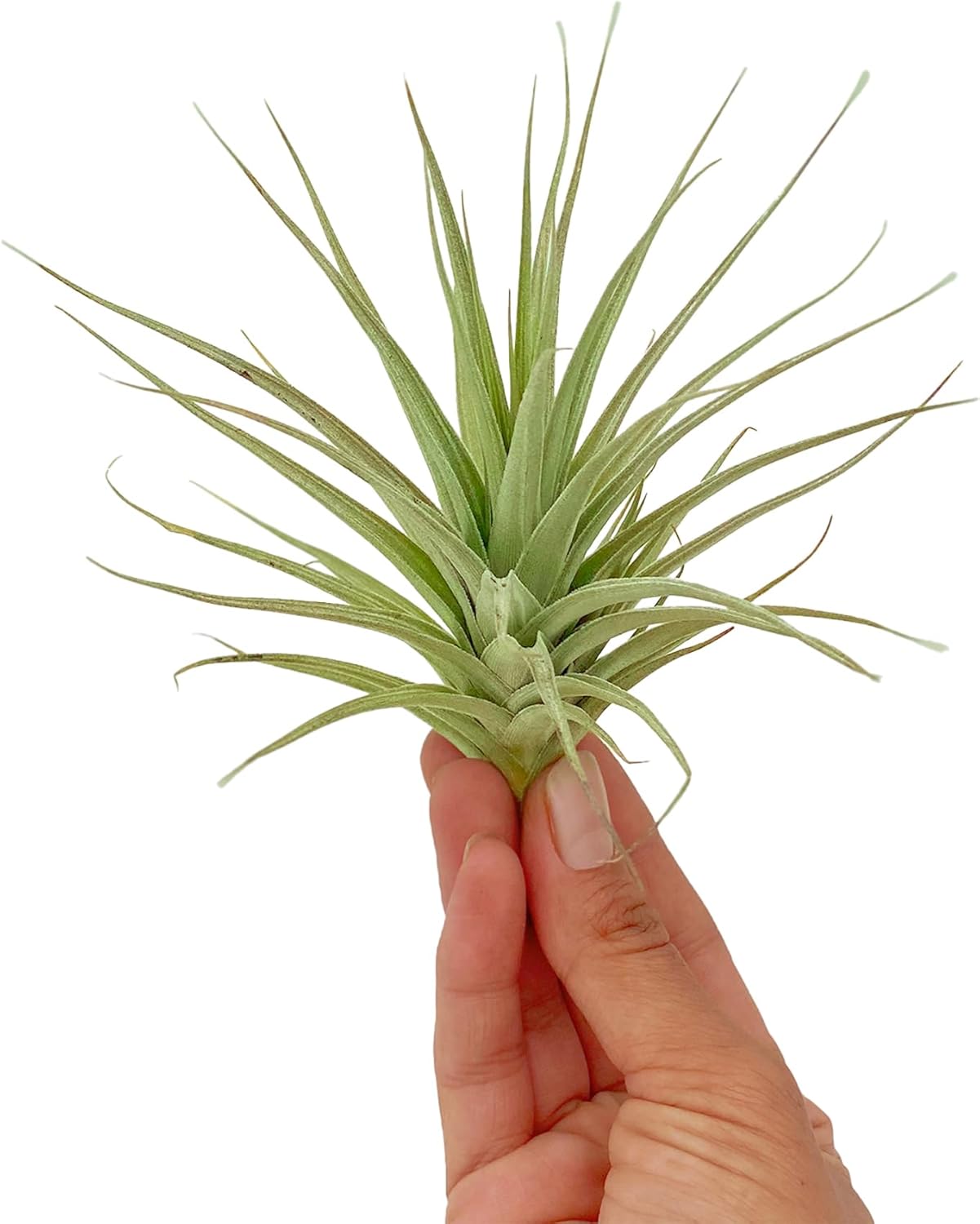 Air Plants - Flowering Tillandsia Lilla Lilac, Large 5" - 1ct - Live Arrival Gauranteed - House Plants for Home Decor & Gift