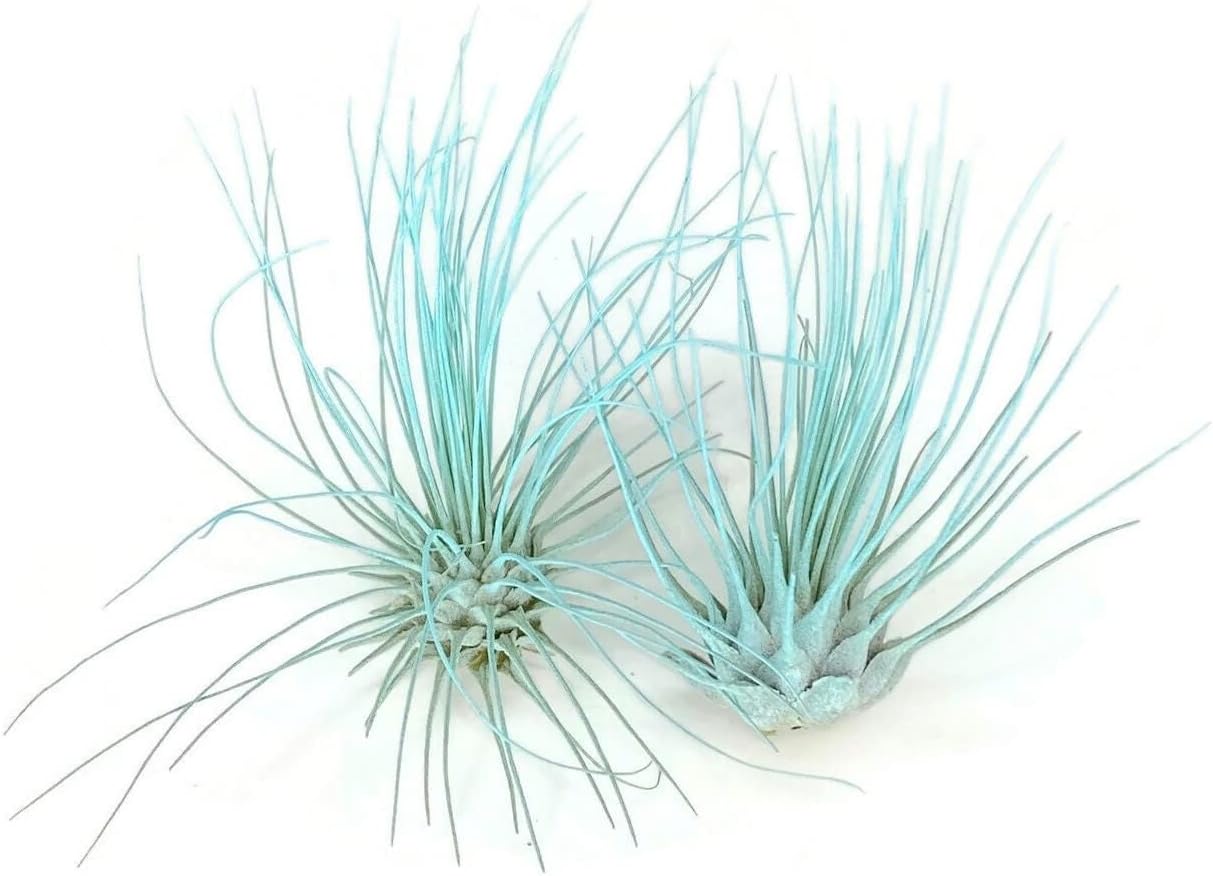 Thin Air Plant, Guatemala Tillandsia Live Airplant, Healthy Arrival Guaranteed, Great Indoor Plant, Home Decor & Gift (Jade)