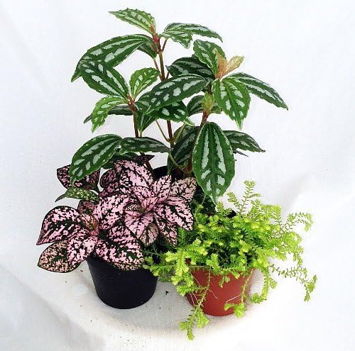 Terrarium and Fairy Garden Plants - 3 Plants in 2 inch pots