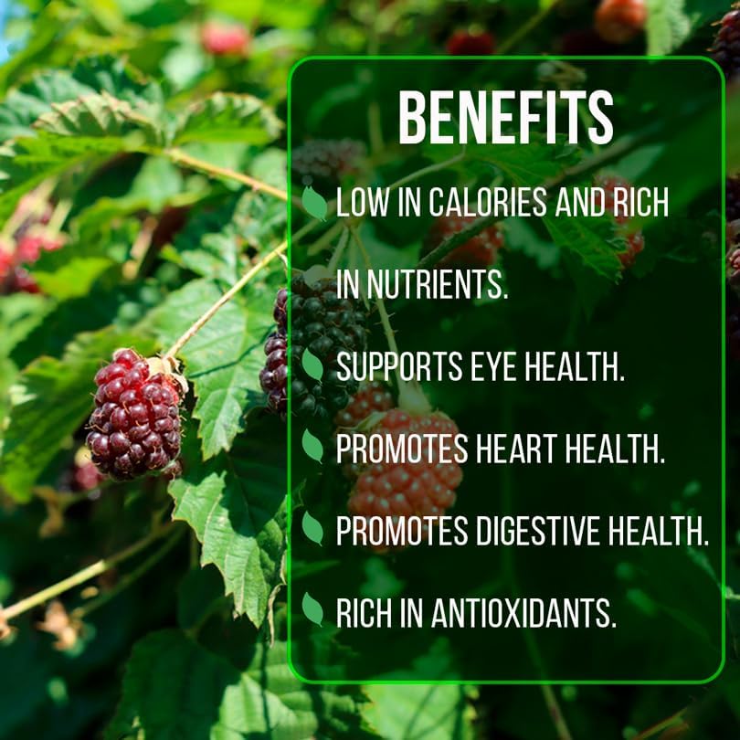 Thorny Boysenberry Plants (4 Pack) – Live Starter Plants for Planting, Vigorous Trailing Canes Producing Large, Juicy, Sweet-Tart Berries, Ideal for Jams, Pies, and Fresh Eating