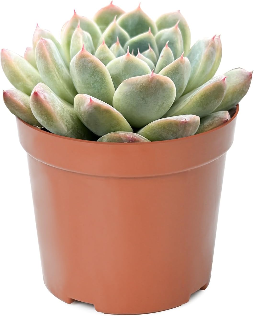 Live Succulent Plants Echeveria 'Albus Beauty', Easy Care Potted Succulents, Approx 4" D x 4" H, Indoor Houseplant, Unique Gifts, Home Office Décor