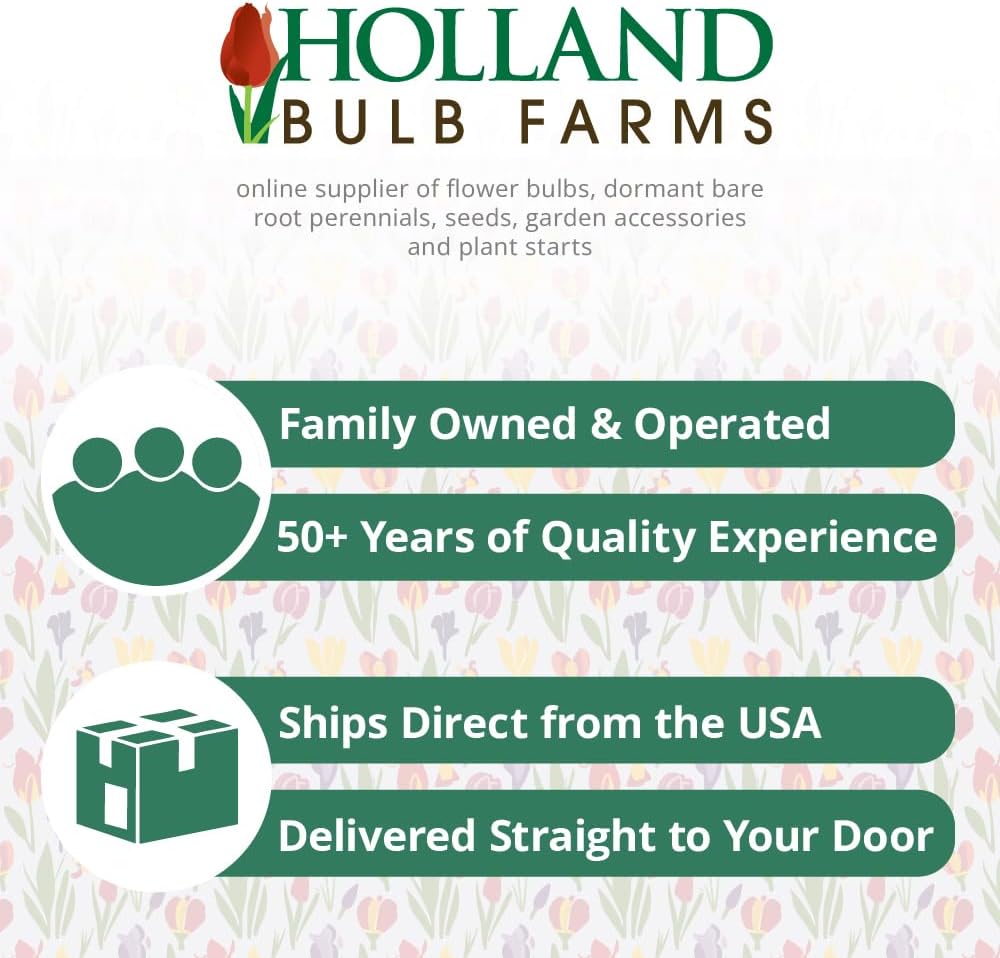 Wild Horses Daylily Flower Bulbs - Daylilies Root - Naturalizing - Perennializing - Easy to Grow Live Plants - Outdoor Garden