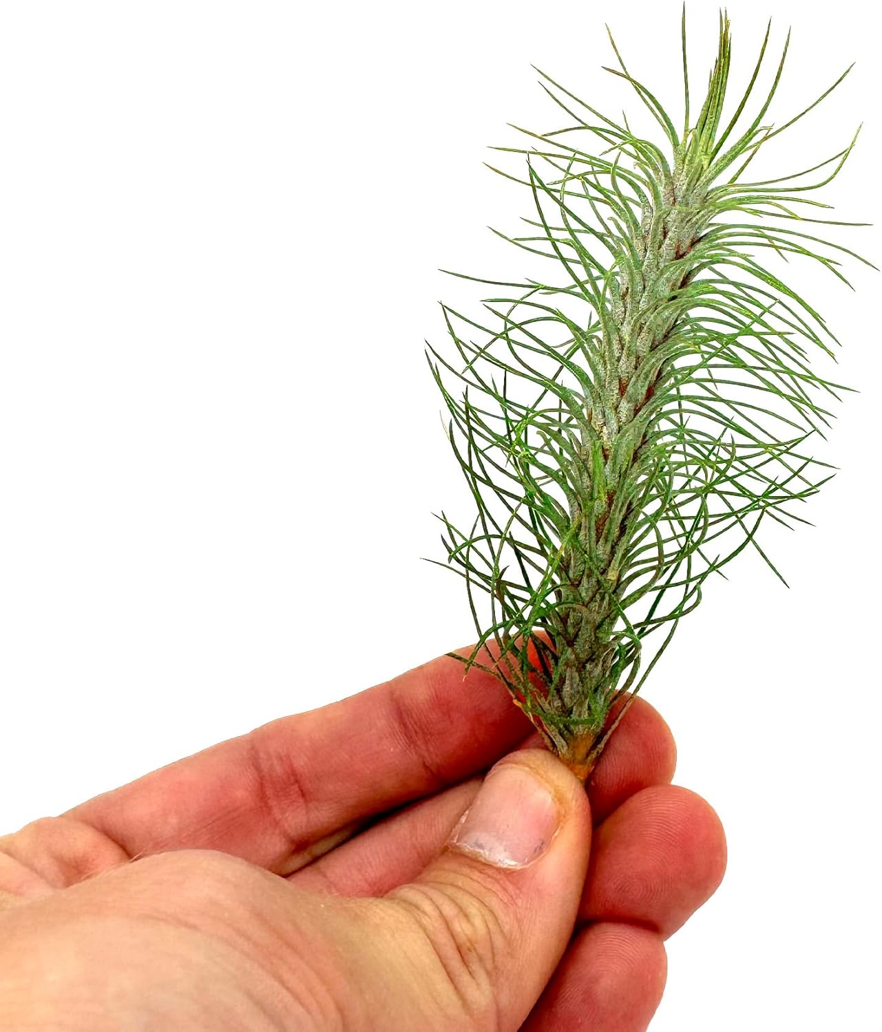 Air Plants - Colombian Tillandsia Funckiana, Large 5" - 5ct - Live Arrival Guaranteed - House Plants for Home Decor & Gift