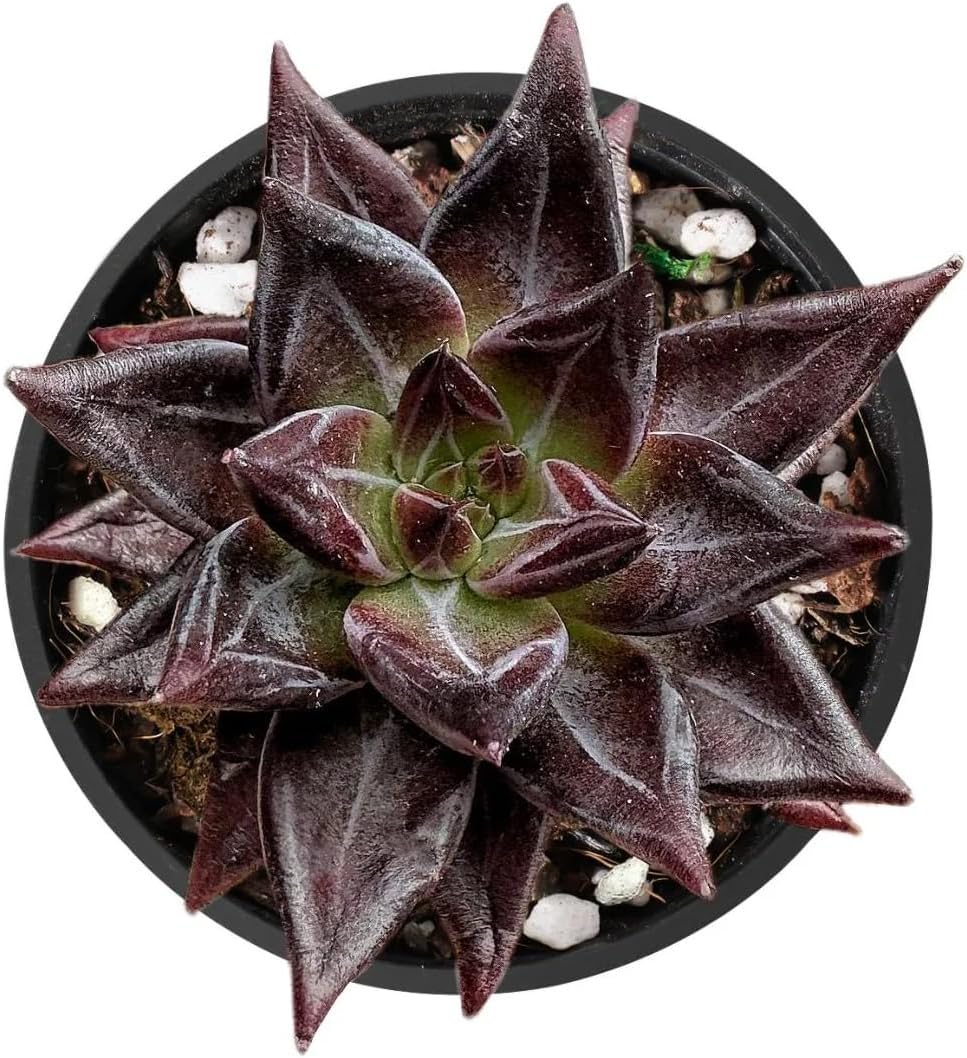 2" Live Succulent 'E. Red Soul', Rare Succulent Plants Fully Rooted in Pots, Unique House Plant for DIY, Party Favor, Home Office Decoration