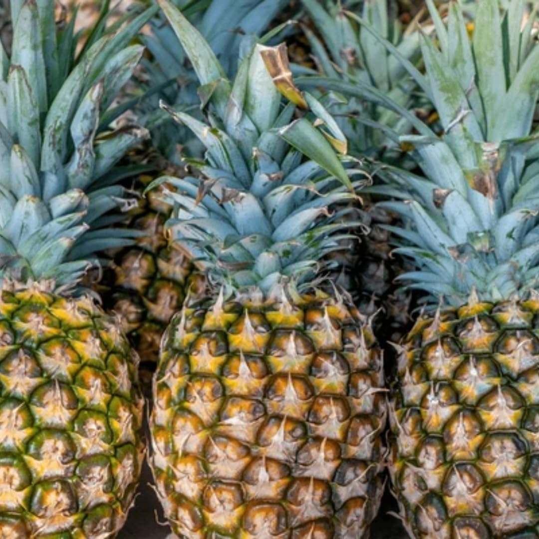 2 Elite Gold Pineapple Plants Live Bushes Shrubs Trees for Planting Outdoor, Fragrant and Sweet Pineapple, Tropical Fruit, 5 to 7 Inces Tall, No Pot