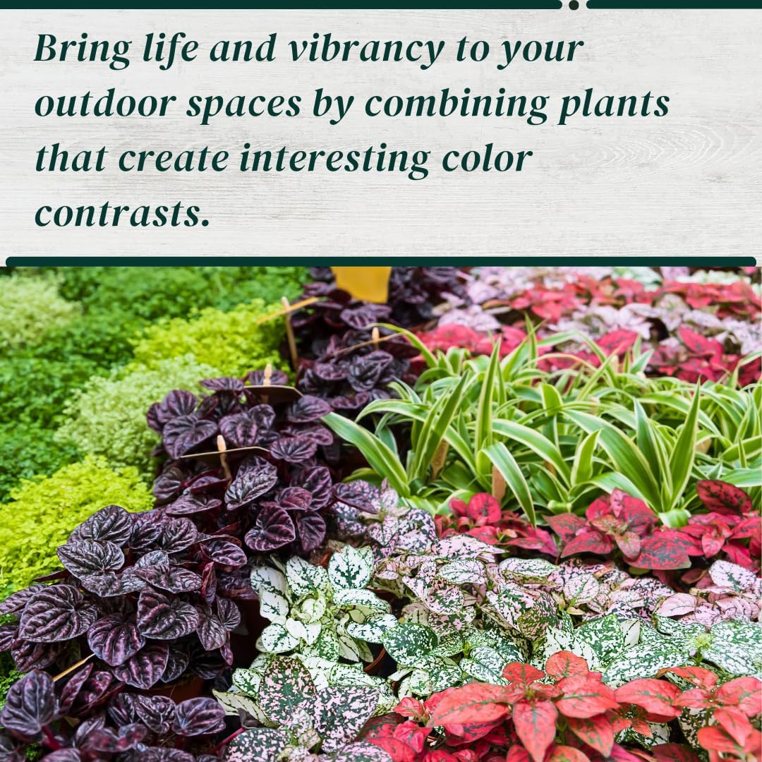 Polka Dot Plant (4-Pack) - Live Houseplants, Small Indoor Plants, Hypoestes Pink- Colorful, Air-Purifying House Plants