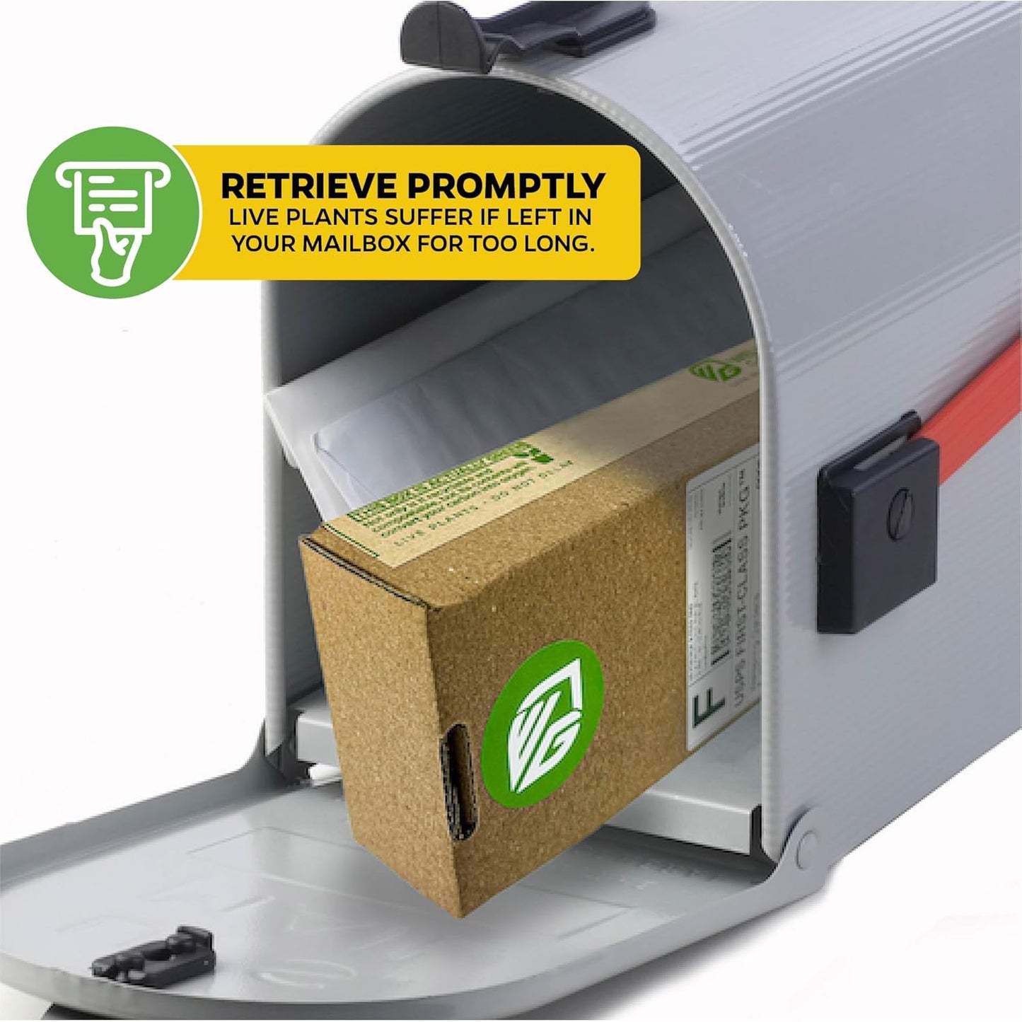 Chicago Hardy Fig Tree - Ficus carica by Wellspring Gardens - Hardy & Fruitful - Ideal for Gardens - Purple-Skinned Figs - Backyard Orchard - Edible Landscape Plant - Beginner Friendly Fruit Tree