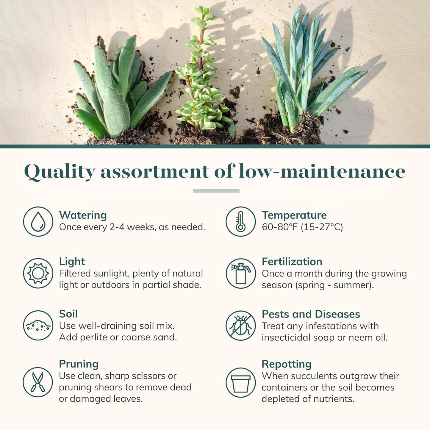 Shop Succulents Assorted Succulent Plant Pack Collection - Live Mini Succulent Plants, Low Maintenance, Mixture of Colors & Textures - Wedding and Party Favors, Gift & Garden, Pack of 100