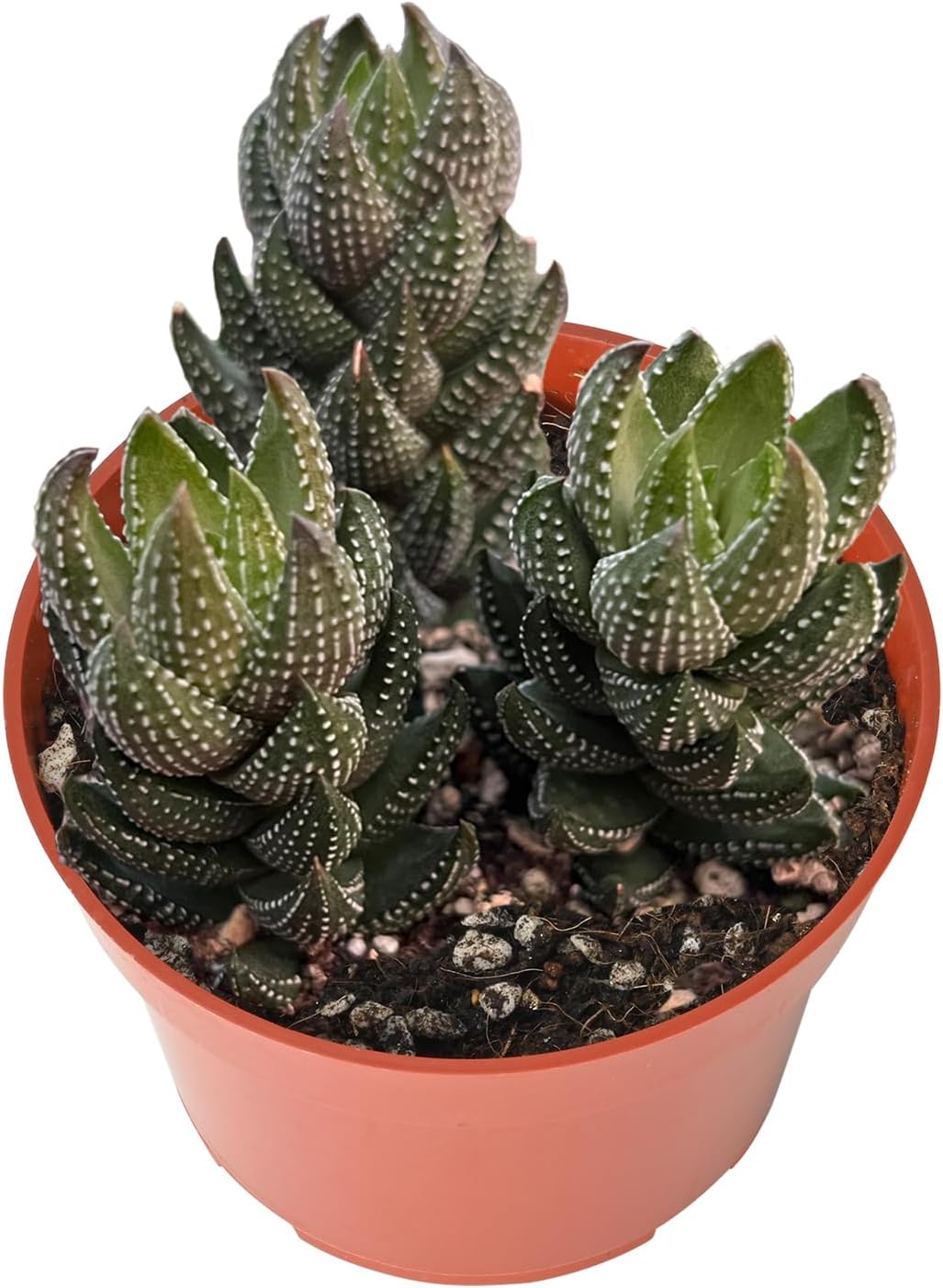 Live Succulents Haworthia coarctata f. chalwinii (4-inch), Succulent Plants Fully Rooted in Pots with Soil, Easy-Care House Plant for DIY, Home Office Decor, Wedding Party Favor
