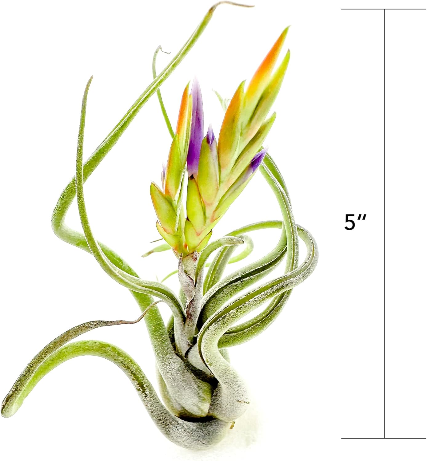Air Plants - Flowering Tillandsia Caput Medusae, Large 5-7" - 3ct - Live Arrival Guaranteed - House Plants for Home Decor & Gift