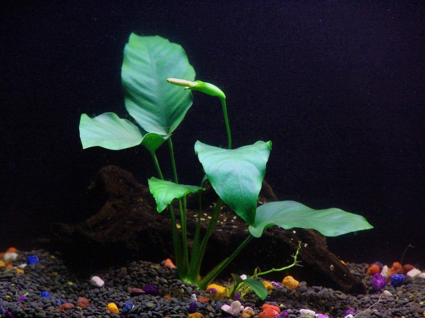 Java Fern and Anubias Bundle
