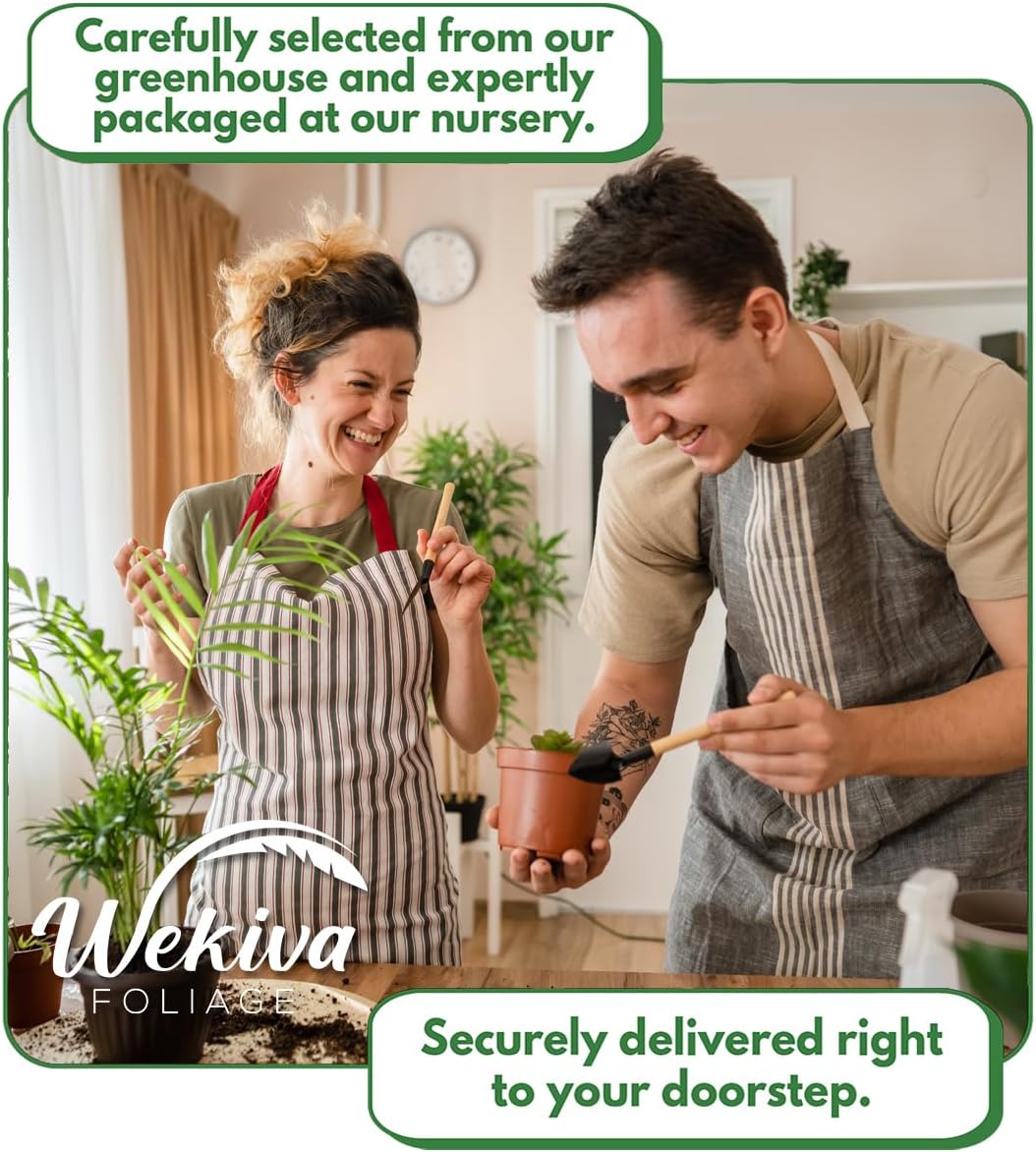 Juicy Pineapple Plant - 4 Live Starter Plants - Ananas Comosus - Edible and Fruit Bearing for Patio and Garden