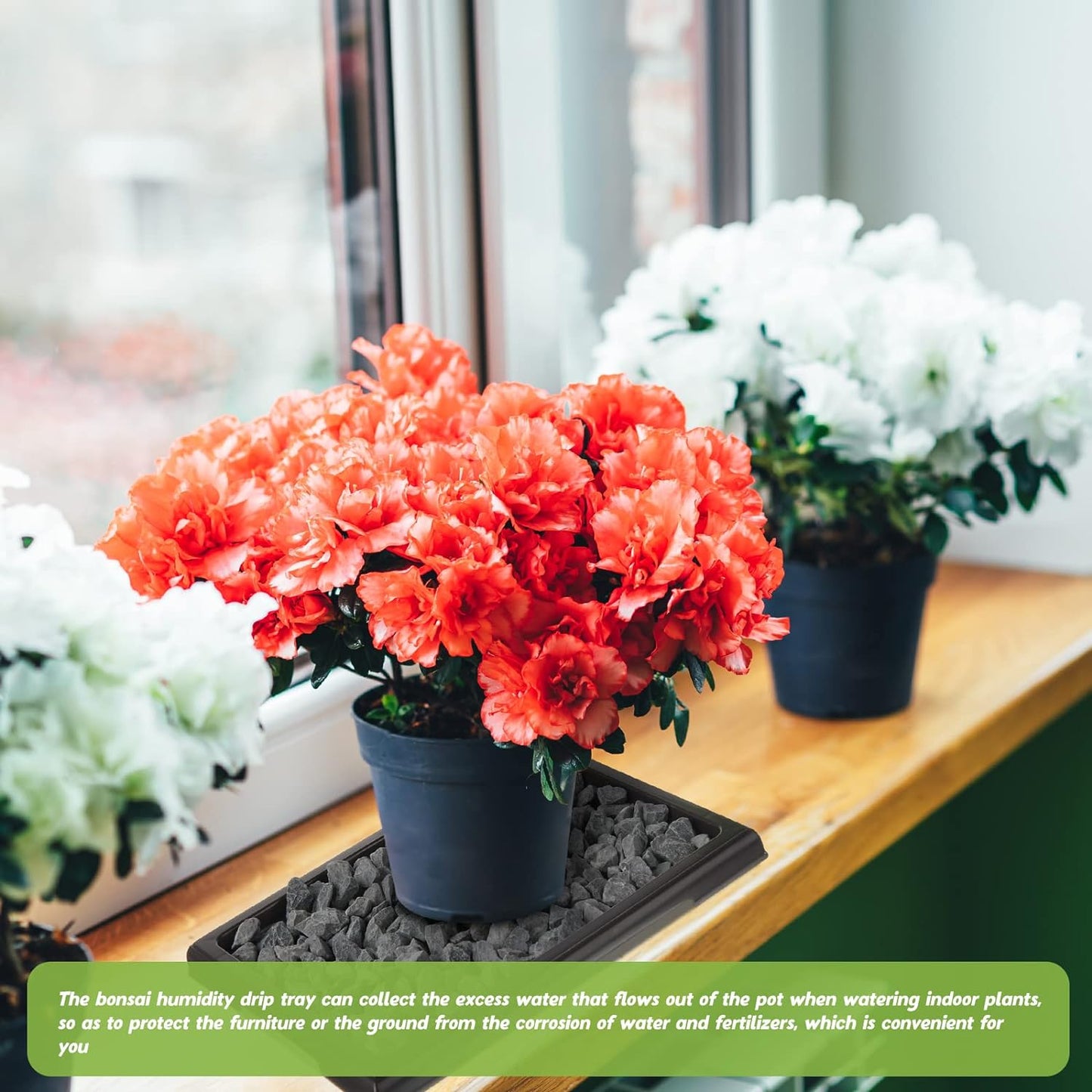 Pinkunn 2 Pcs Bonsai Humidity Tray Drip Tray Plastic Plant Water Catcher Plant Saucers for Indoors and Outdoors Cactus,Succulents,Bonsai Tree,Stone Not Included (11 x 8 Inch)