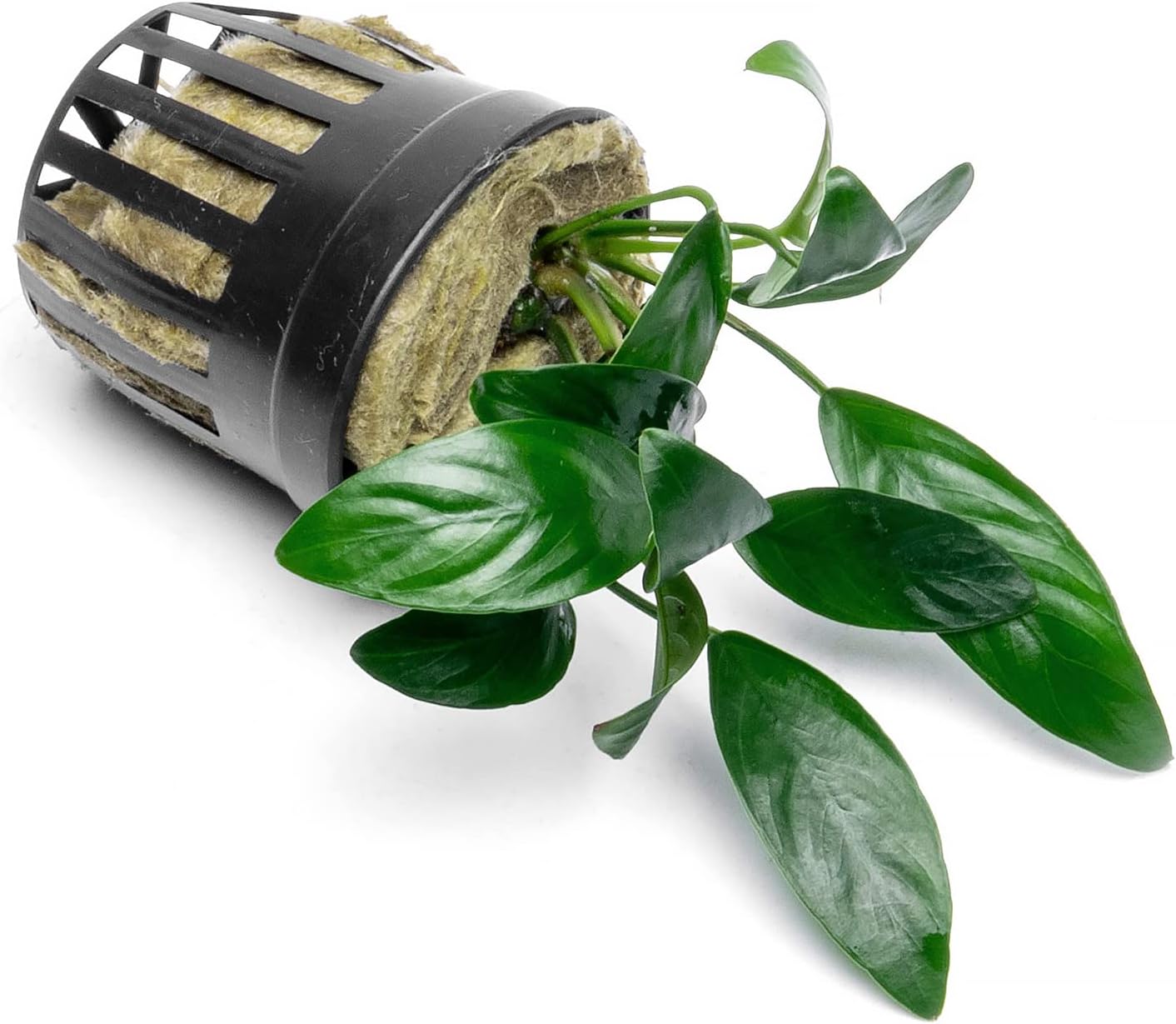 Anubias Live Aquarium Plants - Potted Freshwater Plant for Fish Tanks, Terrariums - Beginner Friendly Low Light (Congensis Mini, 1 Pot)