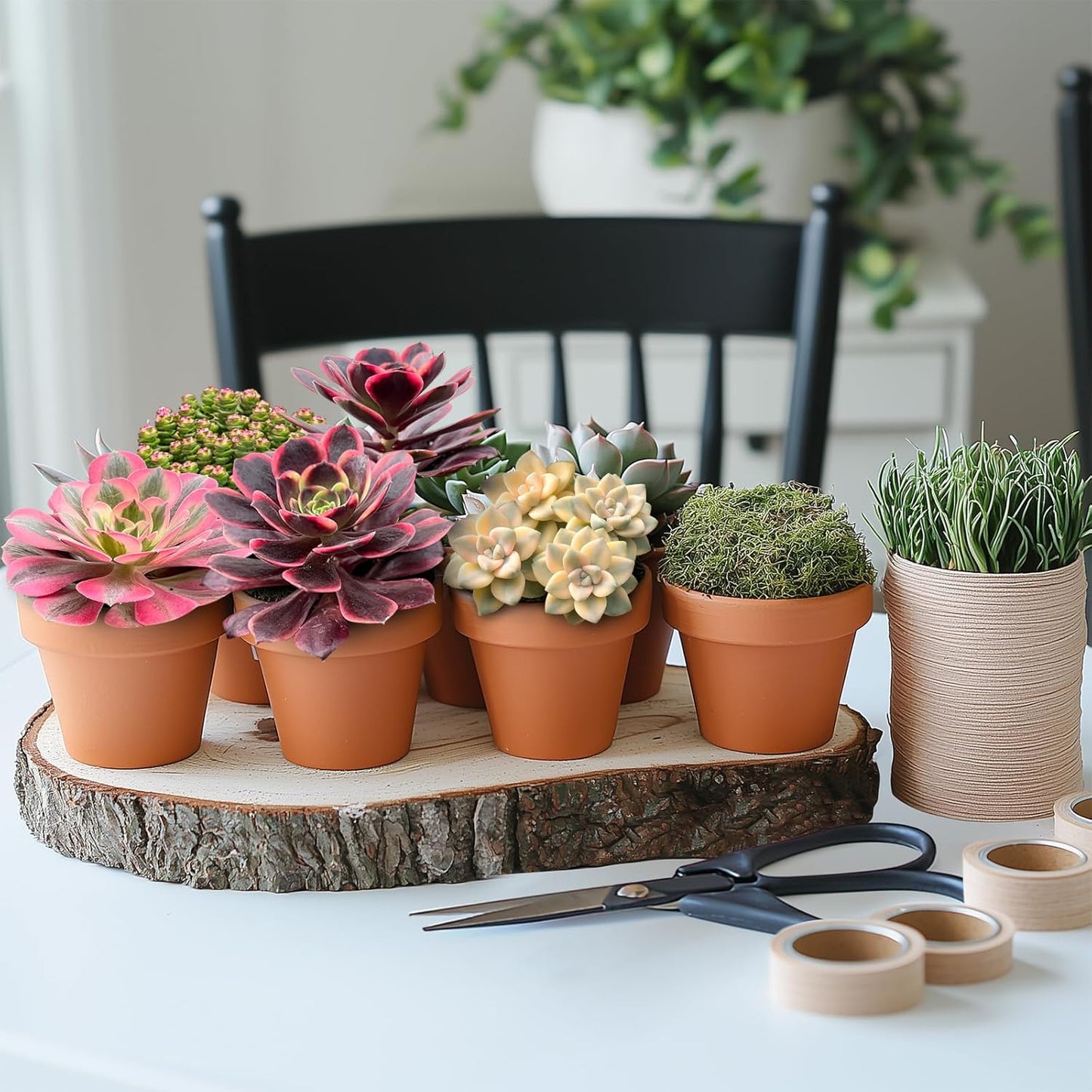 Live Succulents 'Apricot Beauty' (4-inch), Succulent Plants Fully Rooted in Pots with Soil, Easy-Care House Plant for DIY, Home Office Decor, Wedding Party Favor