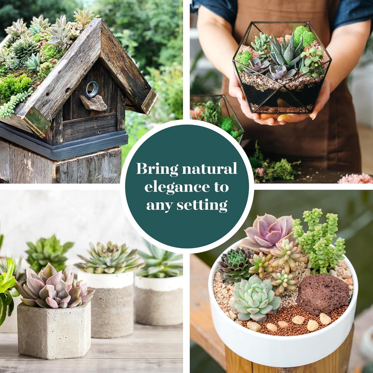 Shop Succulents Unique Succulent Plant Pack Collection - Live Mini Succulent Plants, Low Maintenance, Exceptional Colors & Textures - Wedding and Party Favors, Gift & Garden, Pack of 20