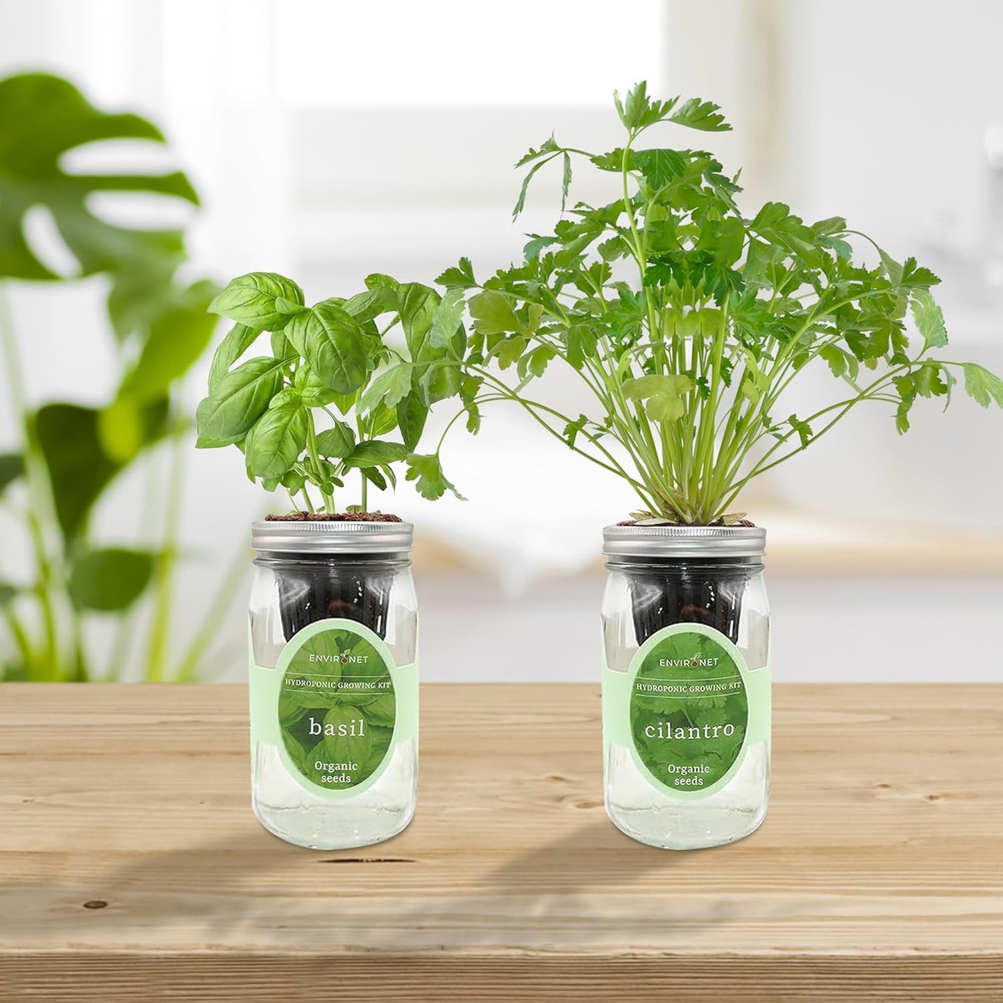 2-Pack Hydroponic Mason Jar Herb Garden Kit, Indoor Herb Garden Self-Watering Starter Kit (Basil,Cilantro)