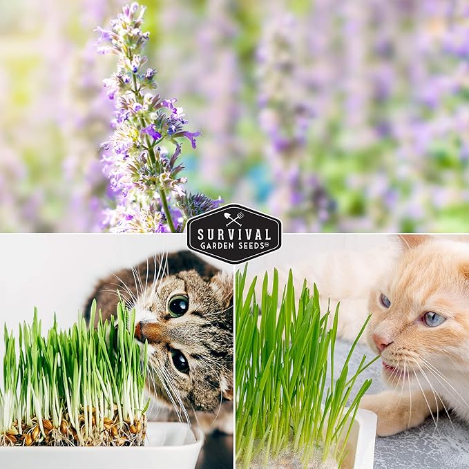 Survival Garden Seeds Cat Collection Seed Vault - Non-GMO Heirloom Seeds for Planting - Catnip and 2 Cat Grass Packets - Amazing Herbal Plants and Greens for Your Kitty's Health & Recreation