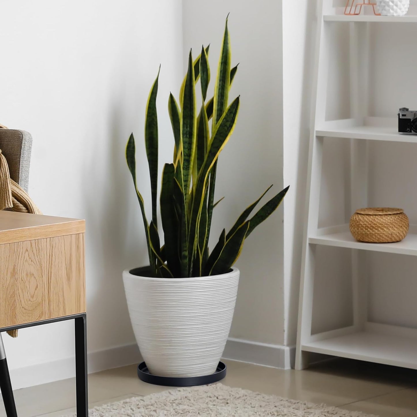 Phoenix Vine 12 Inch Plastic Plant Saucer Water Drip Tray, Heavy Sturdy Round Plant Drainage Tray for Indoors Outdoor, Set of 2, Matte Black, 21-TY-12B-2