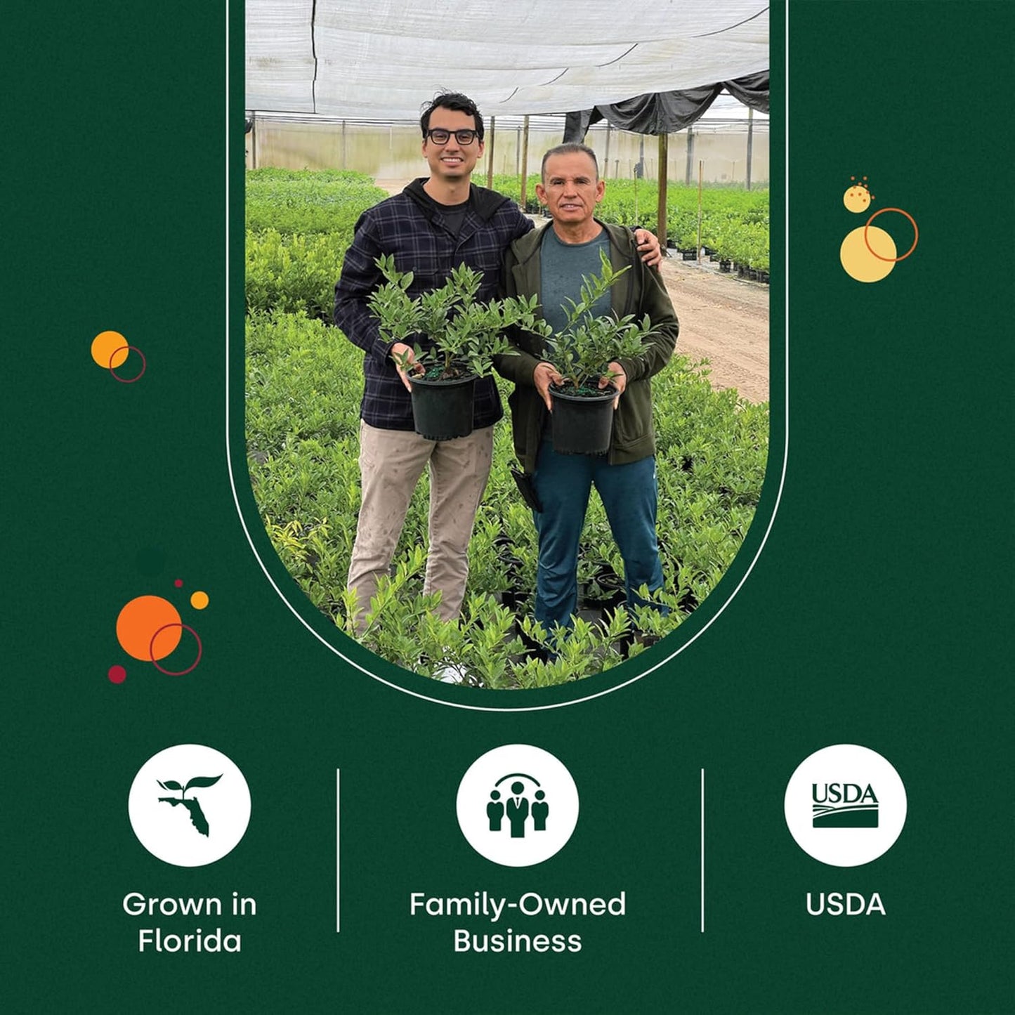 Persian Lime Plant Fruit Trees - Indoor Fruit Trees Live Plants, Outdoor Plants Live, Citrus Tree Pots for Housewarming, Patio, Lime Garden, Cannot Ship: CA,AZ,TX,LA, Real Indoor Tree by Via Citrus