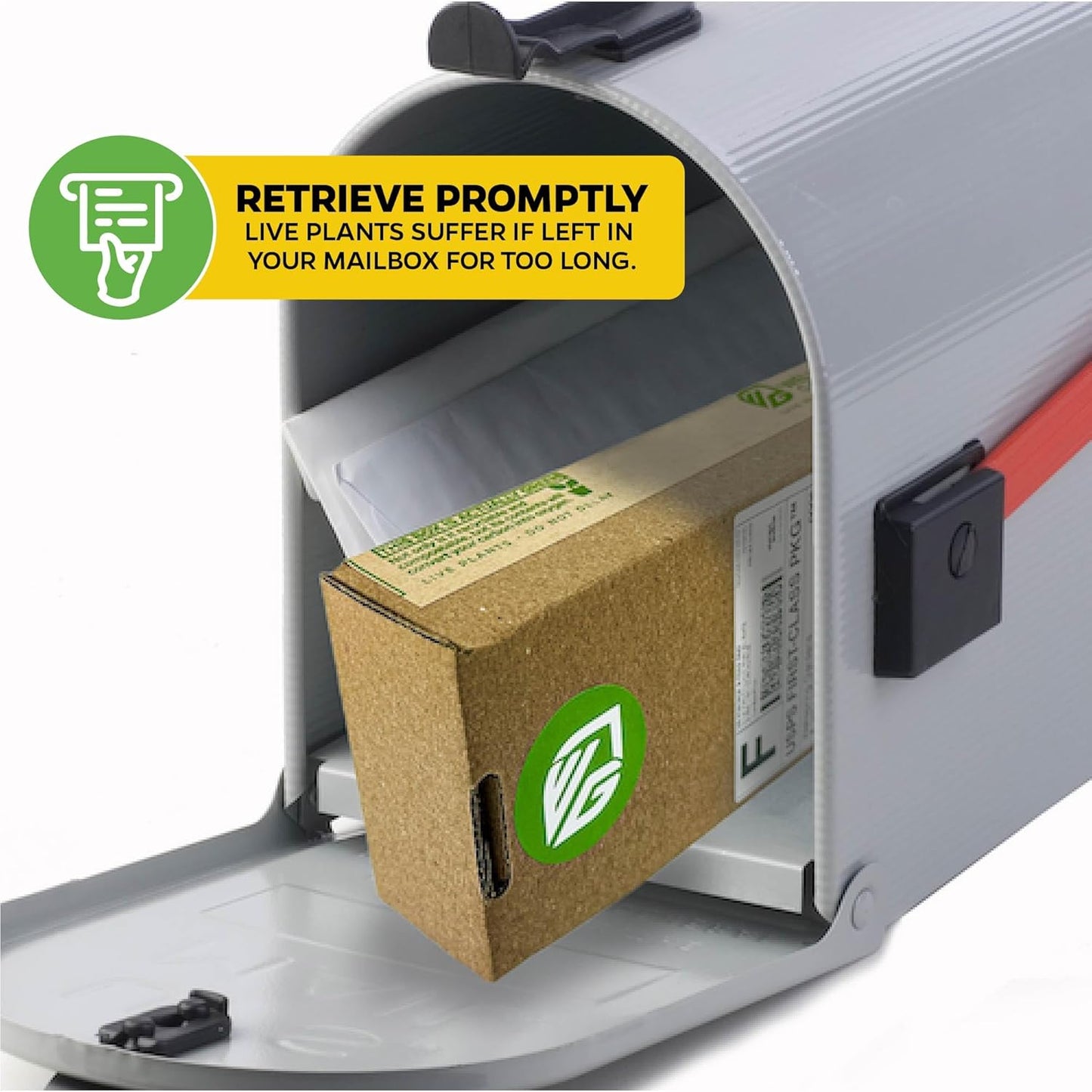 Tea Plant (Green Tea) Live Plant (2-Pack) - Camellia sinensis by Wellspring Gardens Starter Plant for Your Indoor or Outdoor Garden