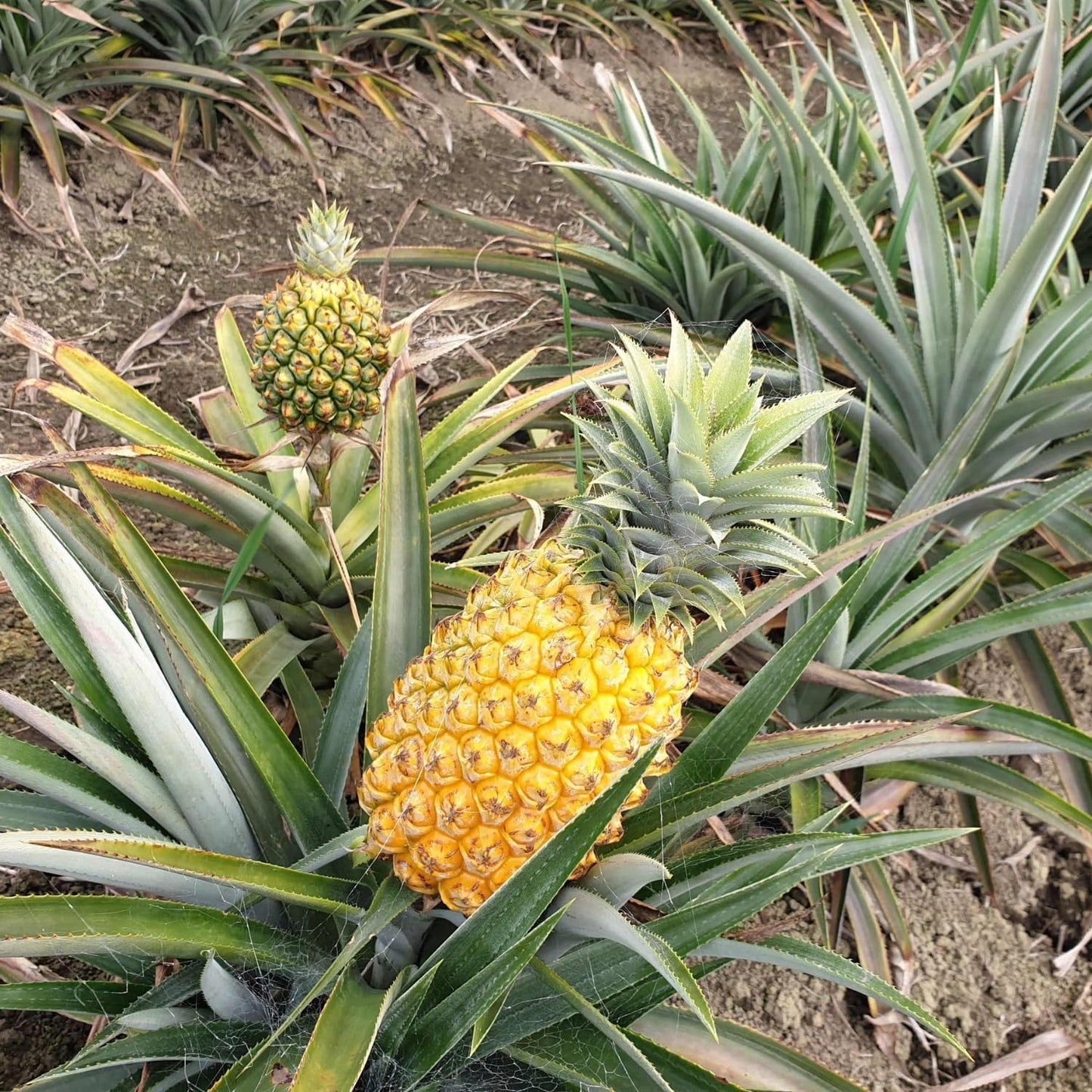 2 Elite Gold Pineapple Plants Live, 5-9 Inc Tall, Pineapple Fruit Trees Live Plants, Pineapple Seedlings