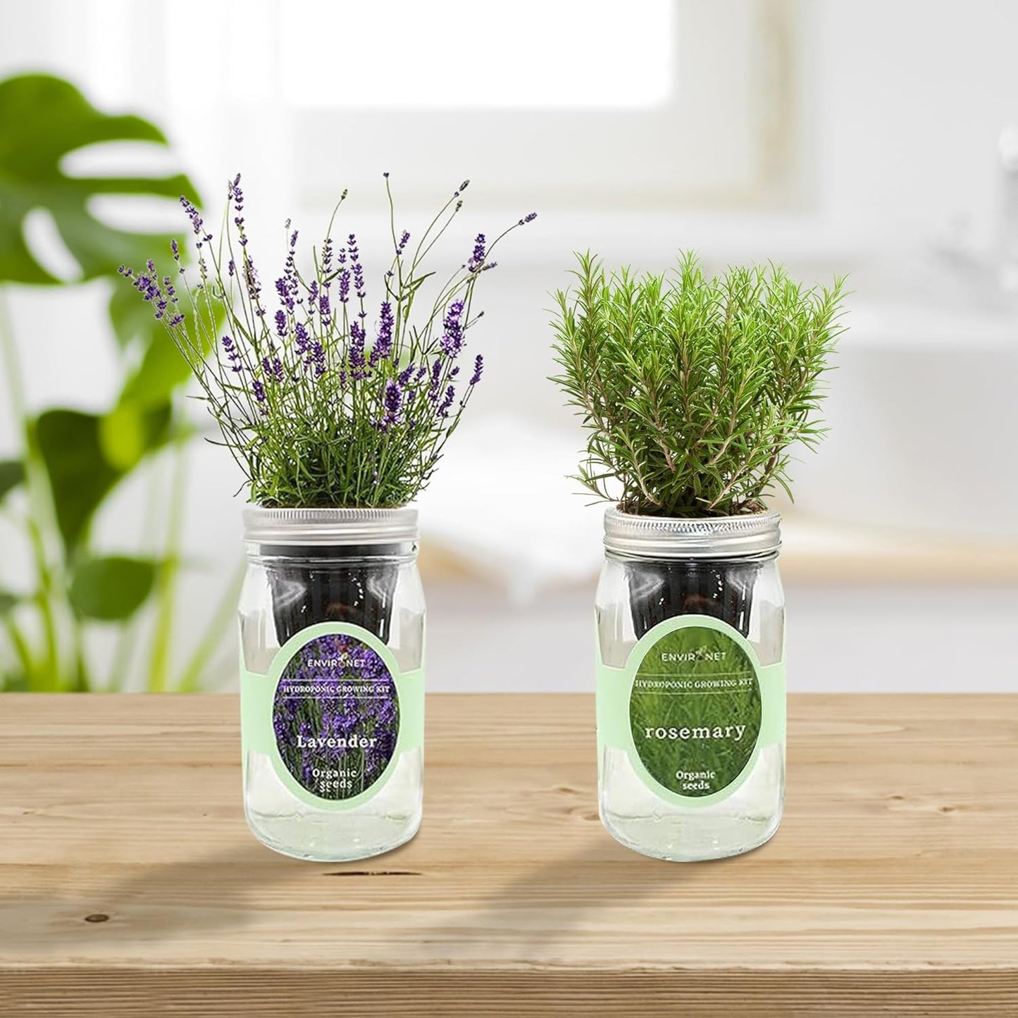 2-Pack Hydroponic Mason Jar Herb Garden Kit, Indoor Herb Garden Self-Watering Starter Kit (Dill,Lavender)