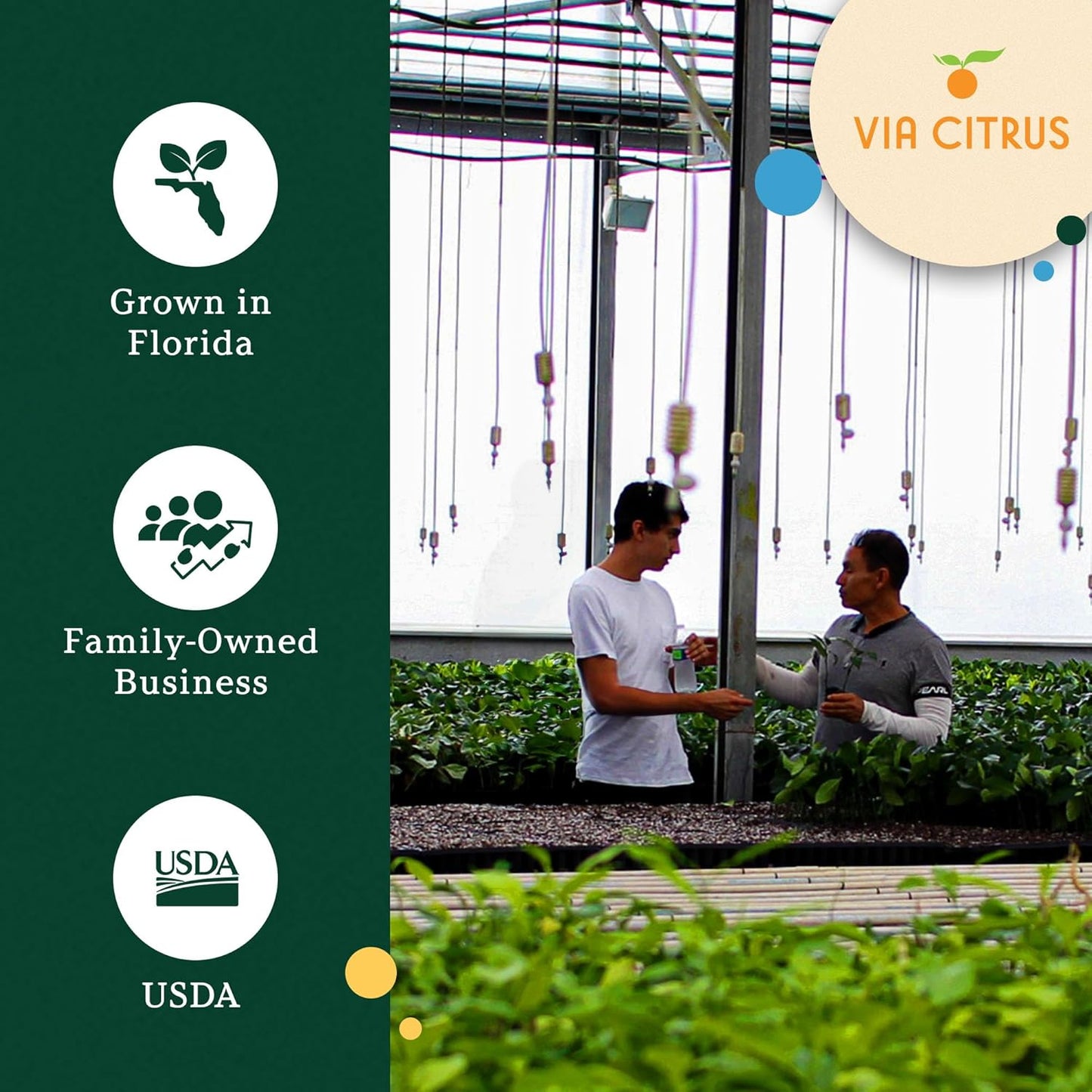 Grafted Kumquat Live Plants Outdoor Plant - Sweet Kumquat Tree, Fruiting Tree Cannot Ship: CA, AZ, TX, LA, Patio Fruit Trees, Indoor Fruit Trees Live Plants, Kumquats Plant by Via Citrus