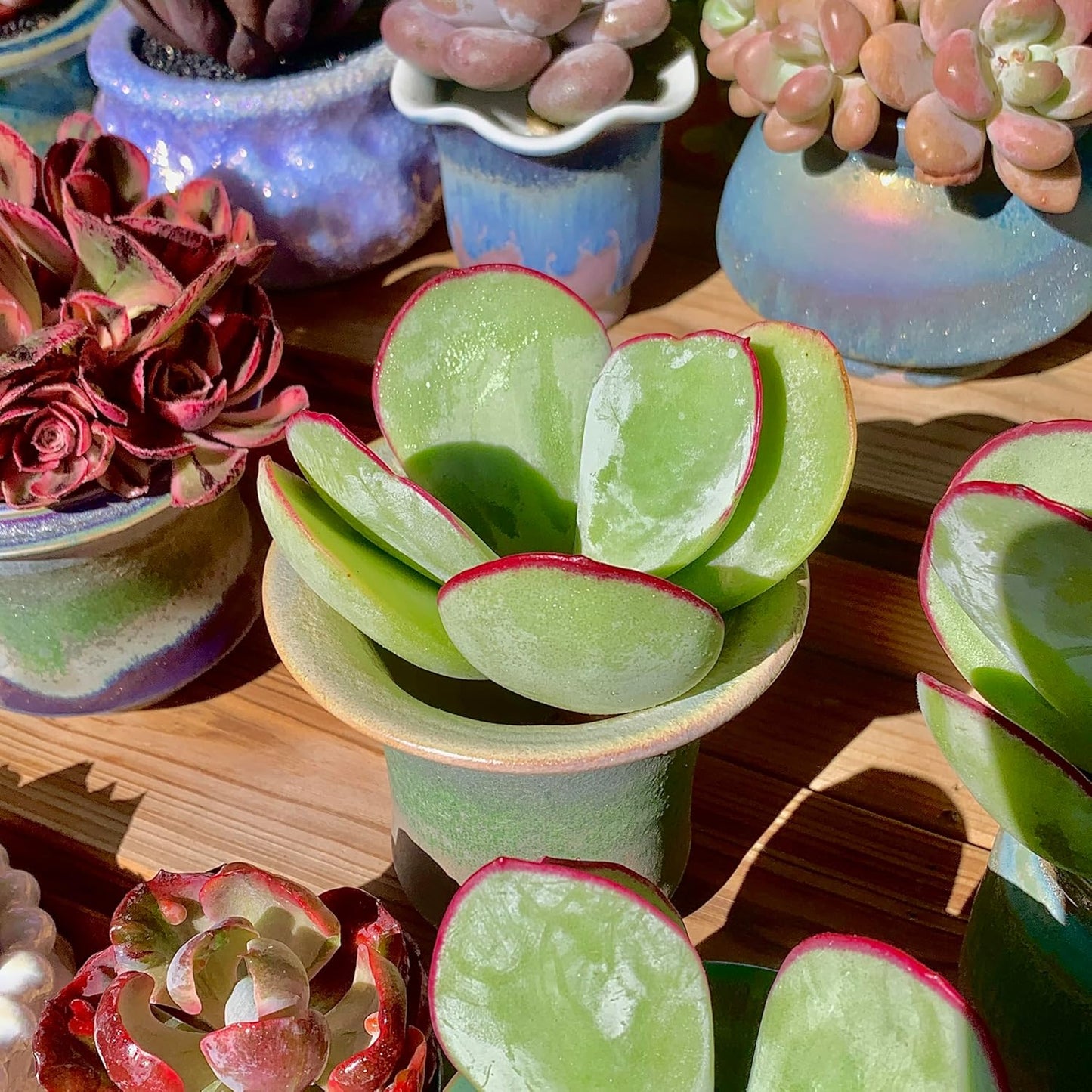 FWPP Live Succulents Plants Echeveria 'White Eyebrow' 3.5 inches,Rare Green Succulents Bare Root Without Pot Soil, Live Plants Indoor Office Decoration Wedding and Gift