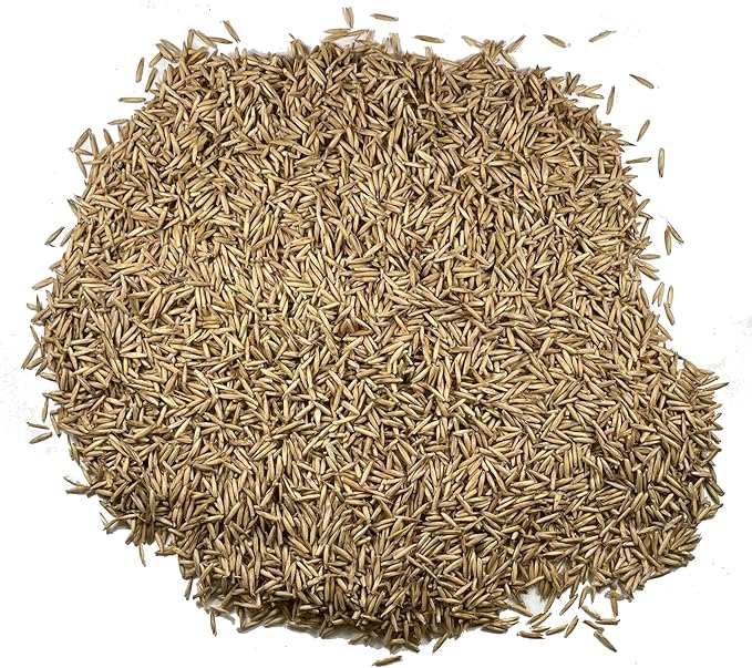 Seed Needs Cat Grass Seeds for Planting 10,000+ Seeds | Arrhenatherum Elatius Easy to Grow Non GMO Untreated | Oat Cat Grass Variety Seeds Great for Indoor Planting | Bulk