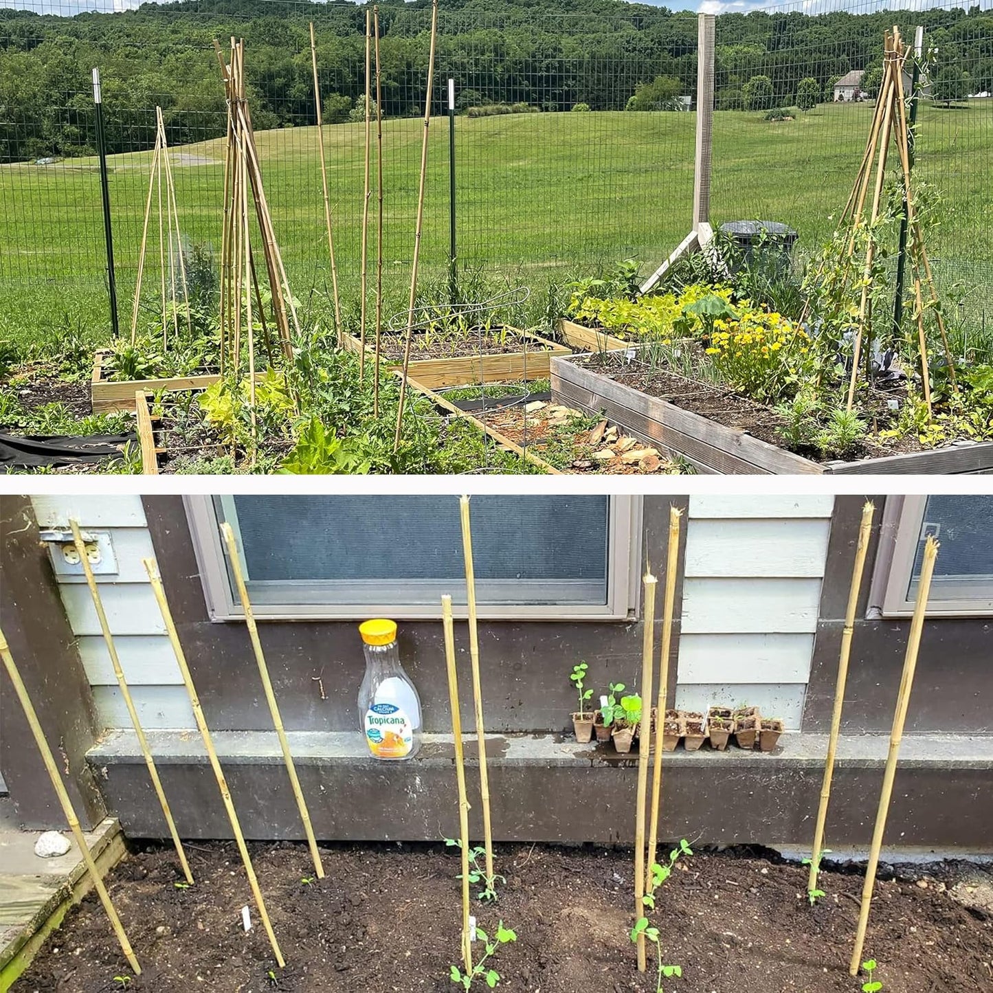 50Pcs Garden Stakes, 0.32”/16 Inch Bamboo Sticks,Natural Plant Stakes for Indoor and Outdoor Plants,Poles for Tomatoes, Beans, Potted Plants