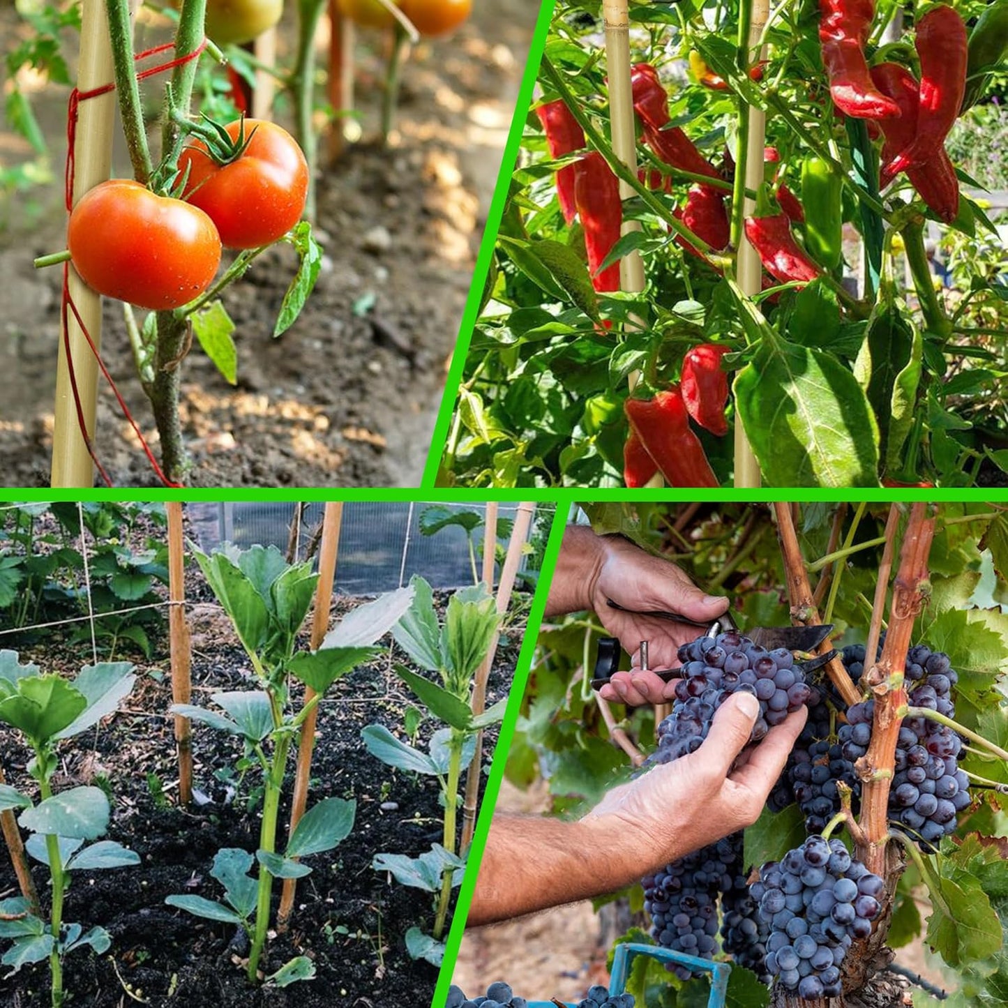 60 Pcs Bamboo Stakes, 6 Feet Natural Bamboo Garden Stakes for Plant, Garden Bamboo Plant Sticks for Plants Support, Tomato, Beans, Vegetable, Trees and Climbing Plants