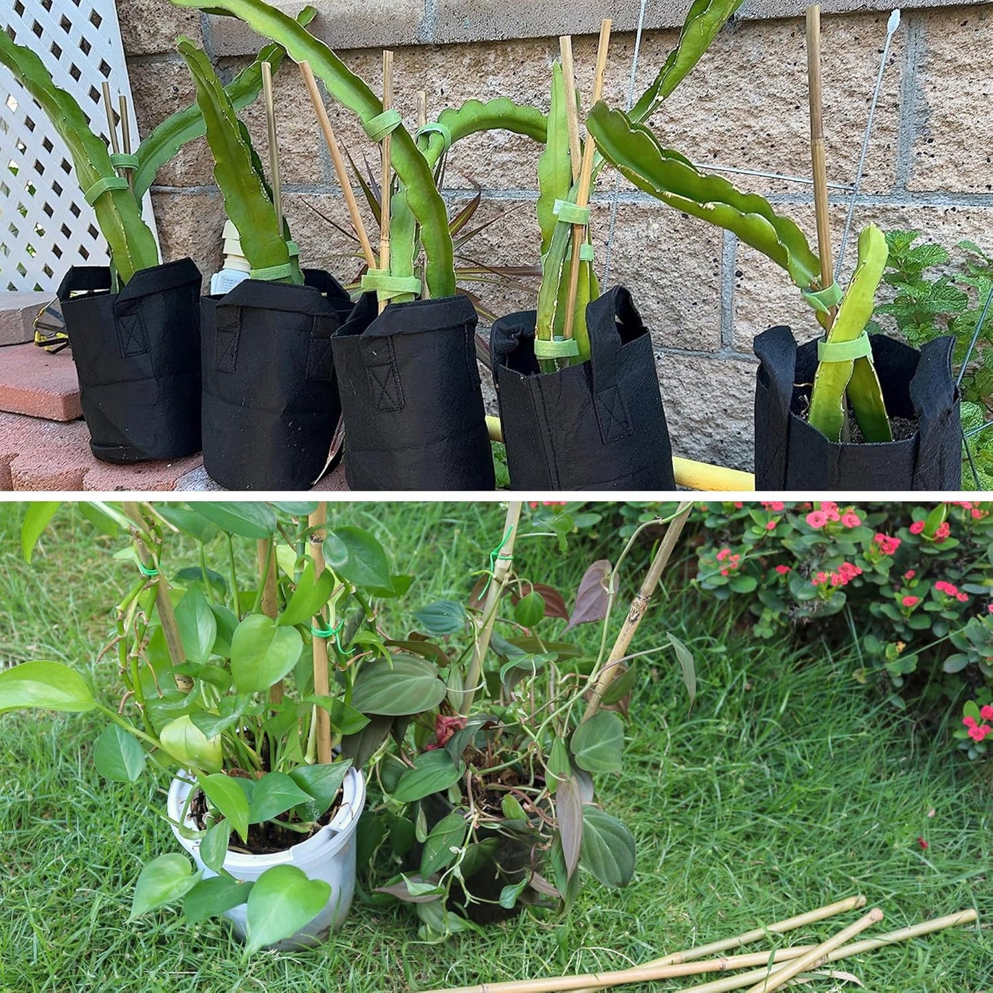 50Pcs / 16 inch Bamboo Plant Stakes for Indoor Outdoor Plants, Garden Plant Support Sticks, Poles for Tomato Vegetables Beans Trees Potted Climbing Plants(0.32'')