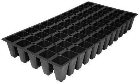 Japanese Holly Fern - 3 Live Plants - Cyrtomium Falcatum Rochfordianum