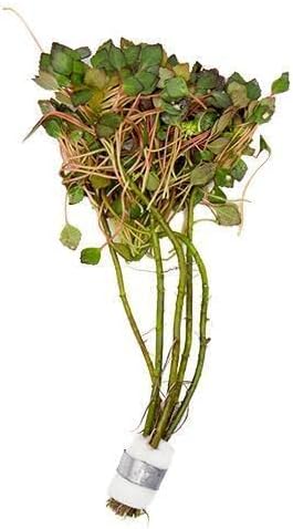 Live Aquarium Stem Plants - Freshwater Aquatic Plant for Fish Tanks, Aquascaping - (Nesaea Pedicellata Golden, 4 Bunches)