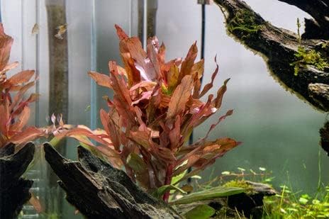 Live Aquarium Stem Plants - Freshwater Aquatic Plant for Fish Tanks, Aquascaping - (Hydrocotyle Leucocephala Variegated, Pot)