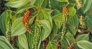 New and Healthy Piper Nigrum Black Pepper Live plant