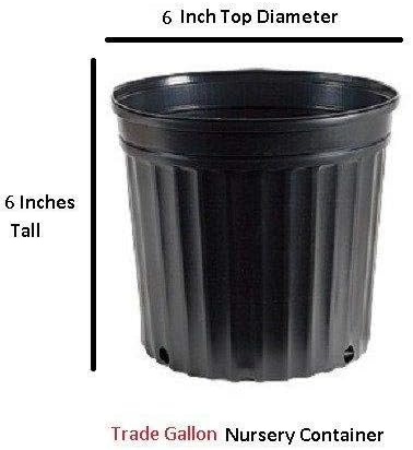 Sango Kaku Coral Bark Japanese Maple Tree - Live Plant - Trade Gallon Pot