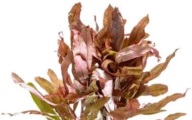 Live Aquarium Stem Plants - Freshwater Aquatic Plant for Fish Tanks, Aquascaping - (Hydrocotyle Leucocephala Variegated, Pot)