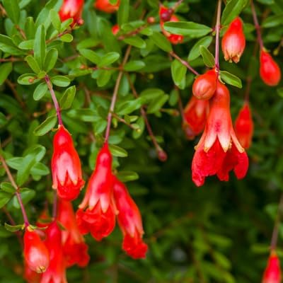 Live Dwarf Pomegranate Plant (Punica Granatum) - Compact, Ornamental Fruit Bearing Shrub, Indoor/Outdoor (2 pom-Dwarf sacs)