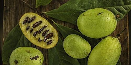 TriStar Plants - American Paw Paw Tree, 1 Gallon Pot - No Ship California - Healthy Established Roots, Pawpaw Fruit, Prairie Banana, Pawpaw Tree, Easy Grow Fruit Tree