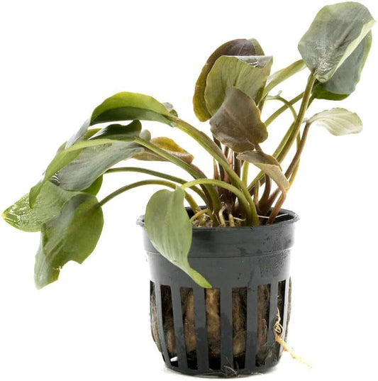 Live Plants - Lagenandra Meeboldii Red (Lagenandra meeboldii) - Moderate to High Light Tank Display, Red to Bronze Accent, Midground Placement, Freshwater Aquatic Plant - Pot