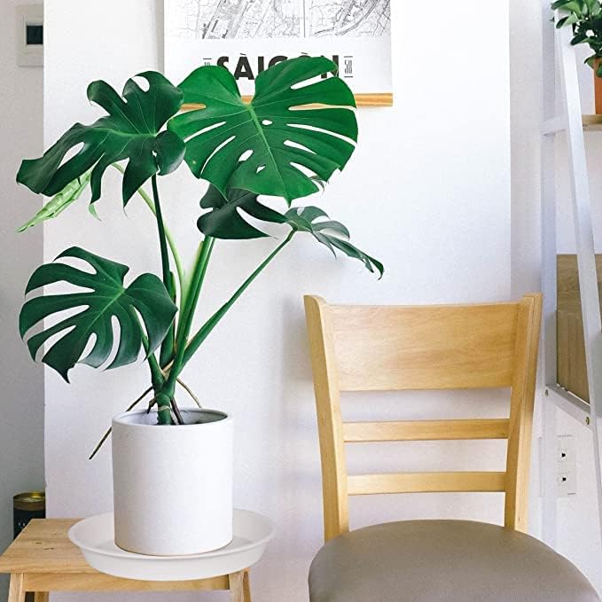 2 Pack of Bird Bath Bowl 12", 1.6" Depth, 10 12 inch Birdbath Bowls Dish Only for The Garden, Large Plant Saucer (12", Creamy White)