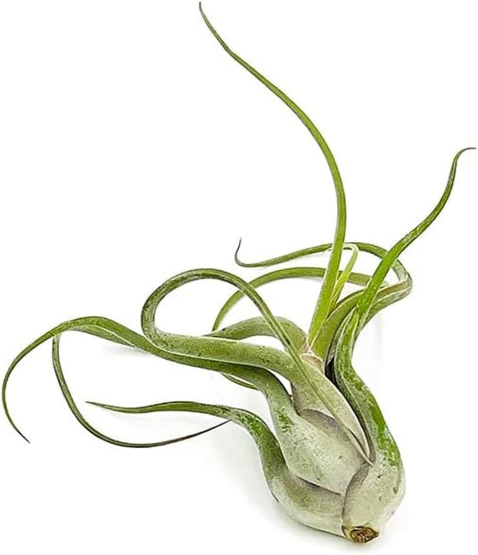 Air Plants - Flowering Tillandsia Caput Medusae, Large 5-7" - 1ct - Live Arrival Guaranteed - House Plants for Home Decor & Gift
