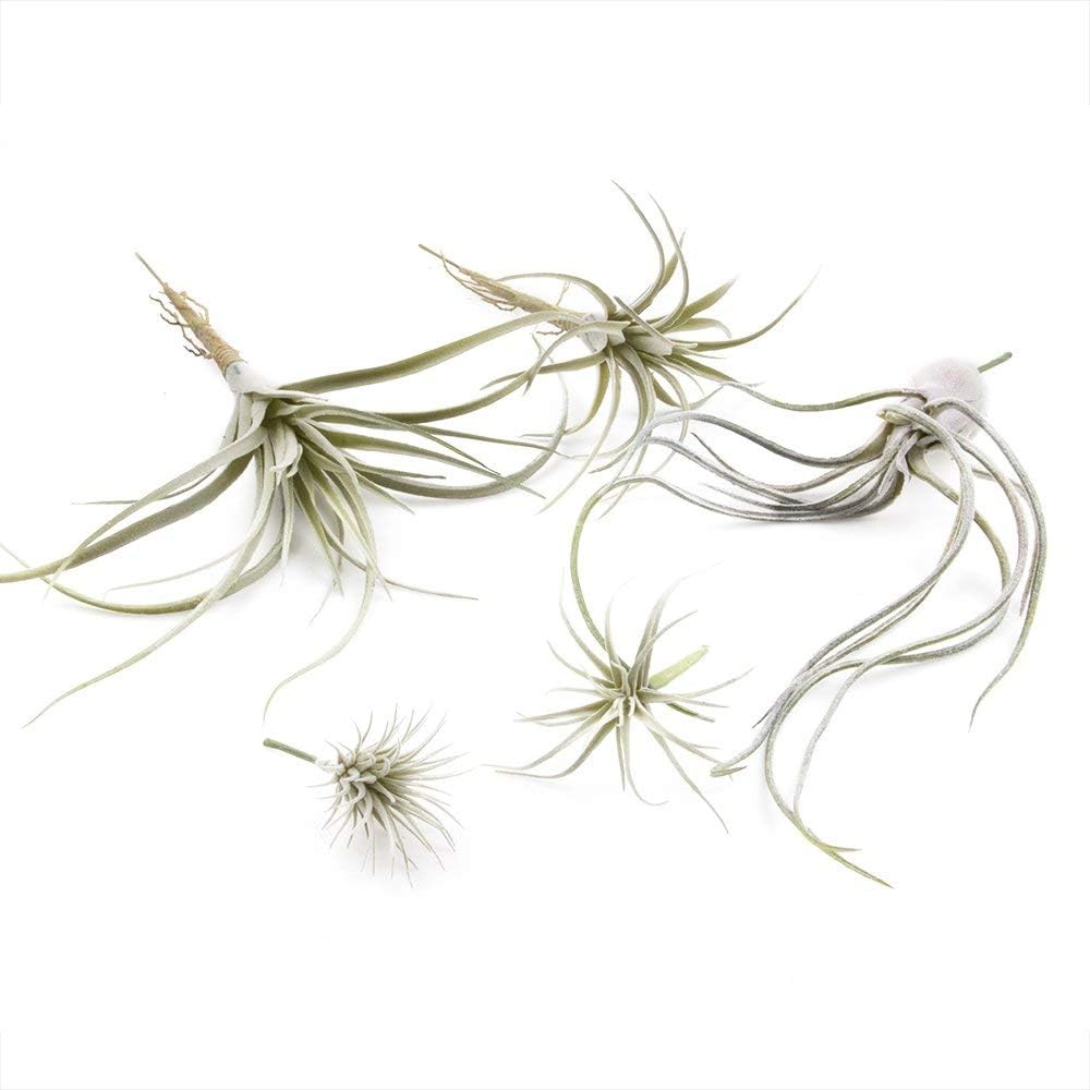 CHIVE Artificial Air Plants — Bulk Set of 5, Large — Ultra Realistic Fake Tillandsia Bromeliad Plants — Decorative Faux Succulents for Home & Office Decor — No Care Needed!