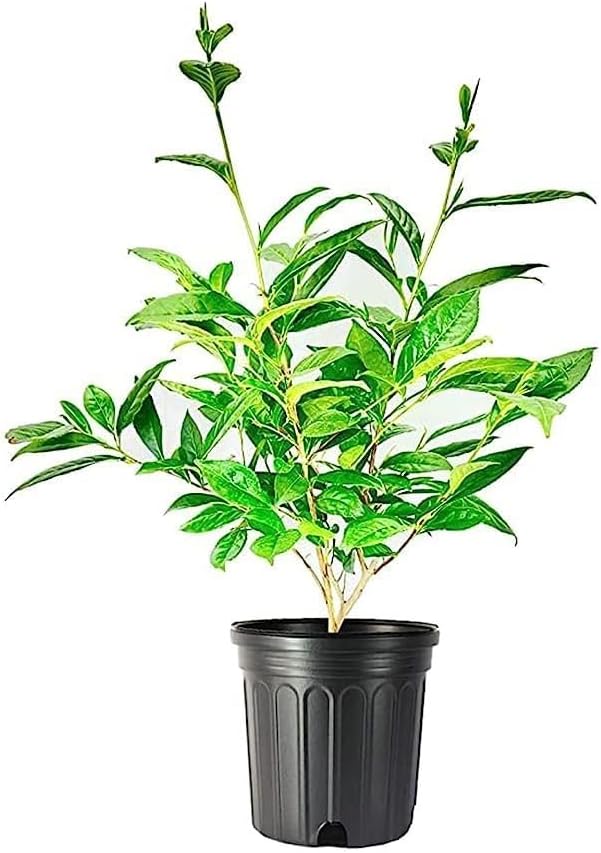 Tea Plant | Camellia Sinensis | 1 Large Live Gallon Size Plant | Grow and Brew Your Own Black White Green and Oolong Tea
